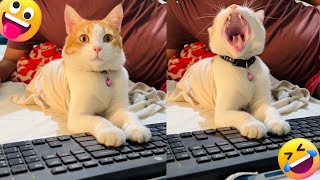 Cute Tabby cat working on keyboard Funny cat video 2024 [upl. by Sevik]