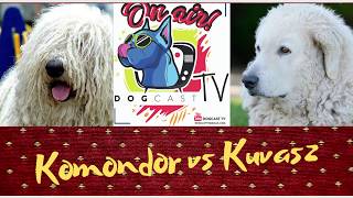 Komondor vs Kuvasz Őrzővédő kutya bajnokság DogCast TV [upl. by Harad]