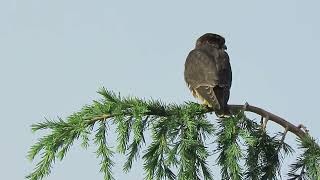 080424 Black Merlin Falcon Kent Wa 0236162 [upl. by Aikkin288]