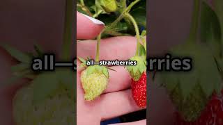 Strawberry Secrets and Nutrition BerryHealthBenefitsStrawberryFarmingNutrientRichFoods [upl. by Elish887]