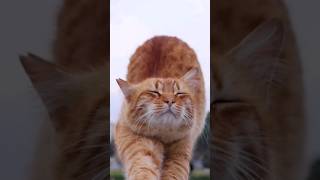 cat yawning wildlife shorts shortsvideo youtubeshorts [upl. by Hanikas]