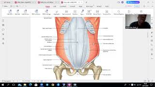 Transversus Abdominis Muscle [upl. by Nylrad]