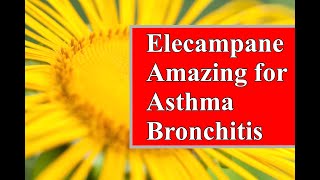 Elecampane  Amazing for Asthma Bronchitis and More [upl. by Kenwrick189]