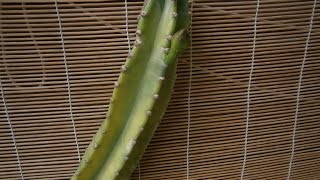 How to propagate Cereus peruvianus cactus and tips [upl. by Acsecnarf]