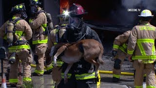 Firefighters Rescue Dogs From Burning Home In Carlsbad [upl. by Vickie]