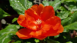 Pereskia Bleo  Orange Flowers Cactus Family [upl. by Kempe]