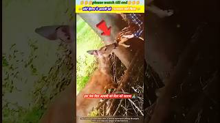 छोटे हिरण ने आदमी को धन्यवाद क्यों किया 🥹🙏 animal animals animallover animalrescue deer dog [upl. by Jakob]