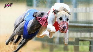 Greyhound race  The winner of this race didnt stop at the finish line 😰 [upl. by Vassili563]