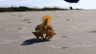 Mini Strandbeests [upl. by Eelidnarb]