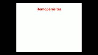 hemoparasites [upl. by Farleigh]