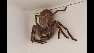 Australia Una mujer encontró una enorme araña cazadora en la ducha ¿Qué son las arañas cazadoras [upl. by Innaig]