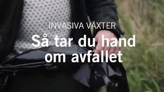 Invasiva arter  Så tar du hand om avfallet  Naturvårdsverket [upl. by Atinaej]