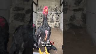 Pindahin anak ayam ko shamo ke kandang ayam umbaran ternakayam kandangayam beternakayam [upl. by Nipahc470]