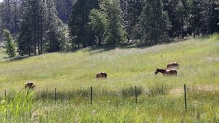 Cold Water Ranch  Shingletown CA [upl. by Ardehs]