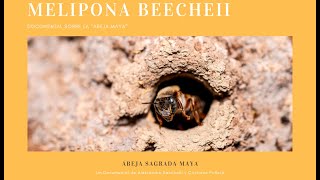 Melipona Beecheii Documental sobre la quotAbeja Mayaquot Sub Eng [upl. by Lennad]