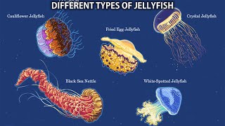 The 15 Different Types Of Jellyfish [upl. by Dorrie]