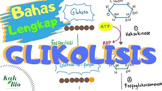 Bahas Lengkap Glikolisis  Respirasi Aerob [upl. by Alyam]