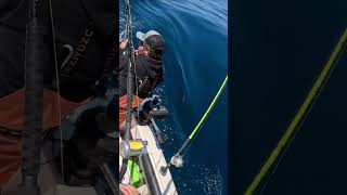 Albacore Fort Bragg albacore tuna shorts tunafishing great fishing fortbragg tunabite [upl. by Iver]