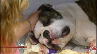 Dogs save woman from sixfoot rattlesnake [upl. by Lothaire]