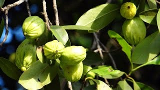 Garcinia cambogia  Malabar tamarind [upl. by Camfort]