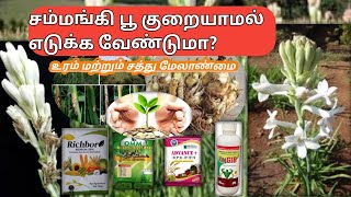 சம்மங்கி தொடர்ந்து பூ பூக்க வைக்க வேண்டுமா  Tuberose high flowering technology [upl. by Cob]