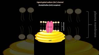 Ligand gated ion channel or Beehive [upl. by Penelope]