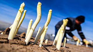 How Farmers Produce Millions of Asparagus and Harvesting  Asparagus Farming Technology [upl. by Niarbo]