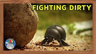 Minuscule  The Dung Beetle Battle [upl. by Orvas]