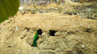 Green Beeeater feeding chicks in nest [upl. by Einnhoj]