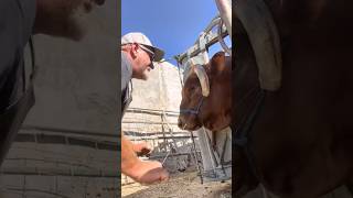 Dehorning cows animals milking veterinary cow farm [upl. by Ahsirkal]