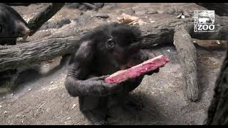 Bonobo Vernon Celebrates 49th Birthday  Cincinnati Zoo [upl. by Avery]