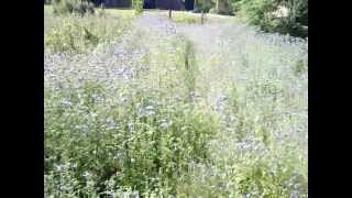 Phacelia  bee forage for pollen and nectar in a patch of phacelia [upl. by Baillie959]