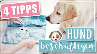 4 COOLE DIY IDEEN  Hund drinnen geistig beschäftigen [upl. by Emina]