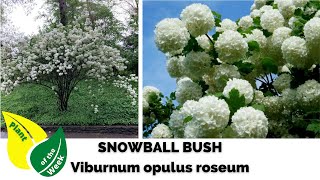 Snowball Bush  Viburnum opulus roseum [upl. by Ariel]