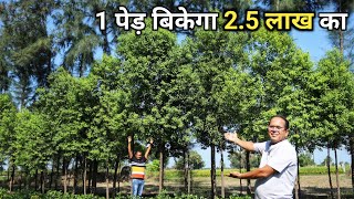 चंदन की खेती करेगी मालामाल  White Sandalwood  Sandalwood Tree Farming [upl. by Nolram]