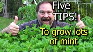 5 Tips How to Grow a Ton of Mint in one Container or Garden Bed [upl. by Ahsok]