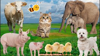 Farm Animals and Their Sounds Cow Chicken Pig Elephant Duck Cat  Animal Videos [upl. by Lecroy207]