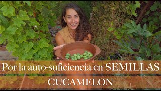 SEMILLAS de CUCAMELON o Sandia Ratón y un lindo Python Snake Gourd [upl. by Vanna]