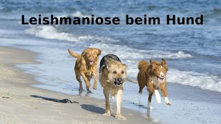 Leishmaniose beim Hund [upl. by Darcee43]