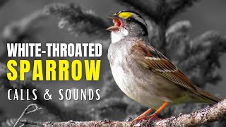 Whitethroated Sparrow Calls and Sounds  The Anthem of the Boreal Forest [upl. by Aidil]