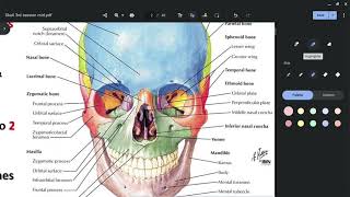 Anatomy of Ethmoid Bone [upl. by Francis687]