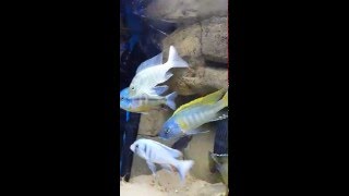 Feature Series  RARE Taeniolethrinops Praeorbitalis  Lake Malawi African Cichlid [upl. by Eniamirt190]