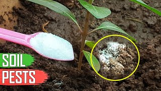 ORGANIC SOIL PEST CONTROL FOR GARDEN MILLIPEDES amp SOIL PESTS IN GARDENING [upl. by Glass]