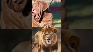 neapolitan mastiff vs lionshorts [upl. by Rodney353]