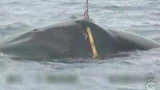 Guardian Graphic footage of Japanese whaling released [upl. by Dimphia]