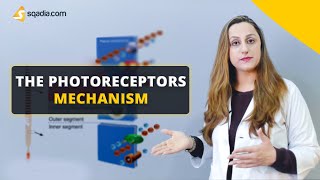 The Photoreceptors Mechanism  Physiology Video  Medical Education  VLearning™ [upl. by Gilman]