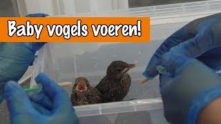 Baby vogels voeren  DierenpraatTV [upl. by Dranrev]