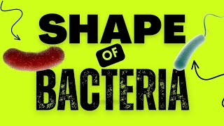 Shape of Bacteria  Gram Staining  Bacillus Coccus Vibrio Spirillum  Gram Negetive Gram Positive [upl. by Katherin]