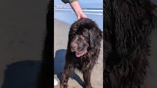 She loves the beach and all the kiddos 🐾🩷🌊 [upl. by Wald]