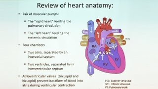 Follow Your Heart Anatomy of the Cardiovascular System Part II [upl. by Hatfield]